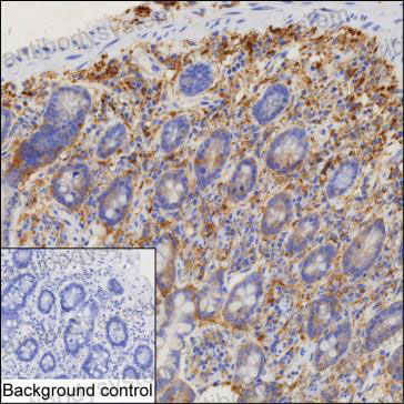 Валидация AntibodySystem RHD85501