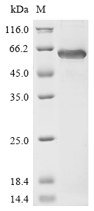 SDS-PAGE
