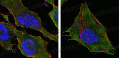 Валидация IF - AntibodySystem RHF38601