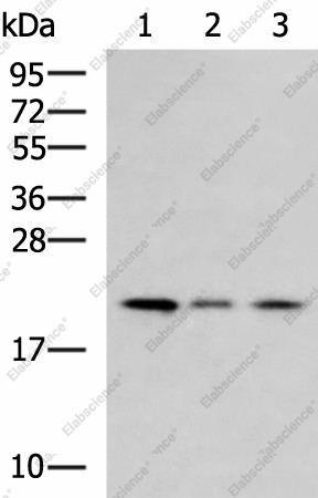 Вестерн-блоттинг, MRPL22, клетки Jurkat, ткань почки мыши, клетки HepG2