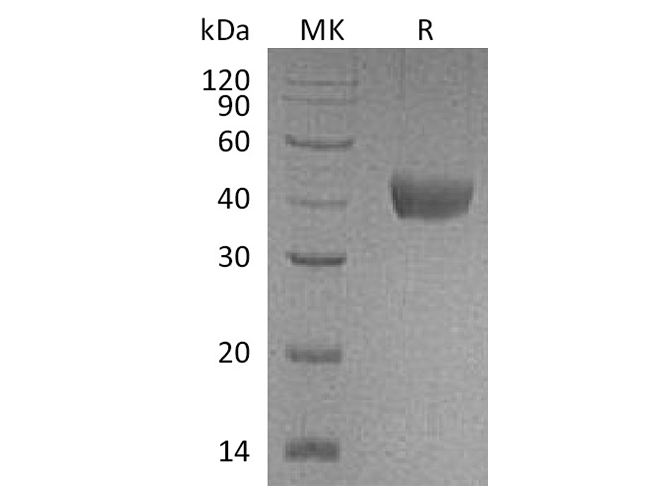 Валидация Elabscience PKSQ050048(5418)