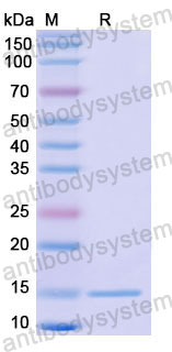 Валидация SDS-PAGE - AntibodySystem RHC98305