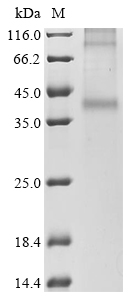 SDS-PAGE