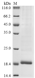 SDS-PAGE