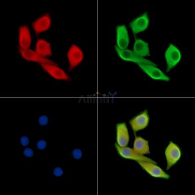 Валидация Affinity DF14356 - 10268