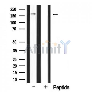 Валидация Affinity DF3949 - 15153