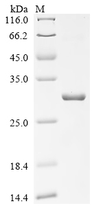 SDS-PAGE