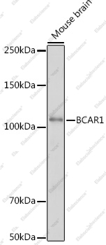 Вестерн-блоттинг, BCAR1, мозг мыши