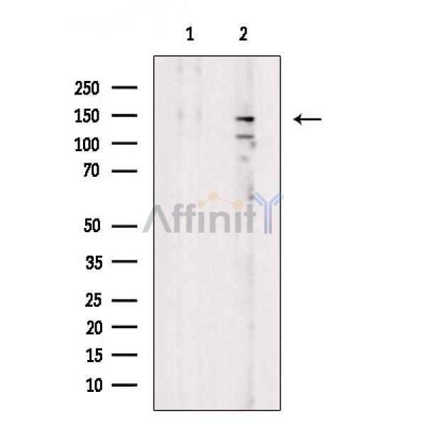 Валидация Affinity DF7514 - 19254