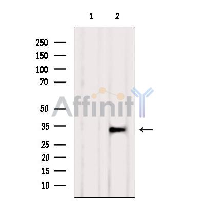 Валидация Affinity DF6338 - 17674