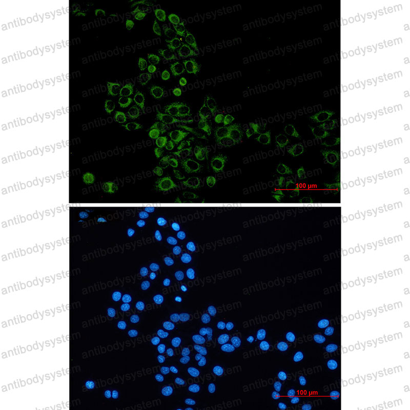 Валидация IF - AntibodySystem RHE00601