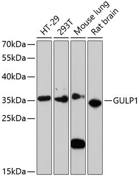 Валидация Elabscience E-AB-65438