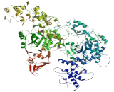 Ankyrin Repeat Domain Protein 50 (ANKRD50) Ankyrin Repeat Domain Protein 50 (ANKRD50)
