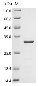 SDS-PAGE