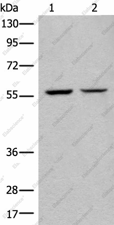 Вестерн-блоттинг, ATL3, клетки IH/3T3 и HEPG2