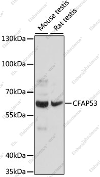 Вестерн-блоттинг, CFAP53, различные клеточные линии