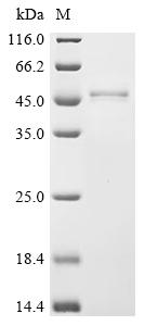SDS-PAGE