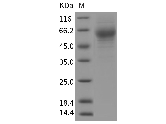 Валидация Elabscience PKSR030294(5640)