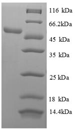 SDS-PAGE