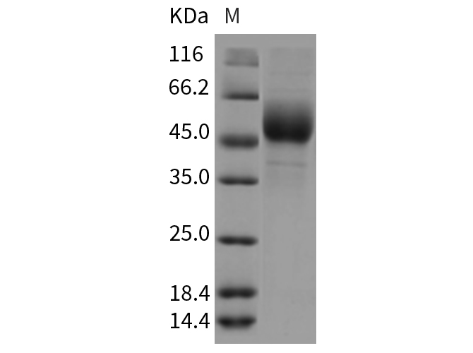 Валидация Elabscience PKSR030174(5539)