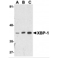 Валидация AssayVector ARM2376(4160)