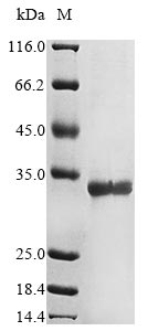 SDS-PAGE