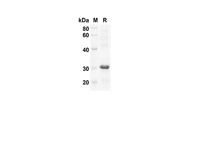 Валидация Elabscience PDEH100534(50)