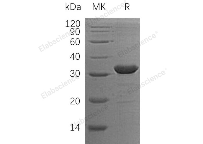 Валидация Elabscience PKSH032247(2756)
