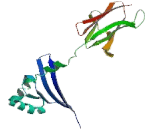 Major Histocompatibility Complex Class II DR Beta 1 (MHCDRb1)