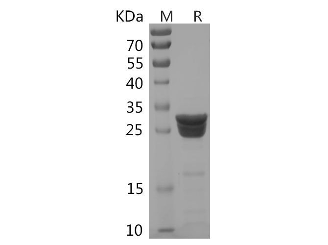 Валидация Elabscience PDEH100749(193)