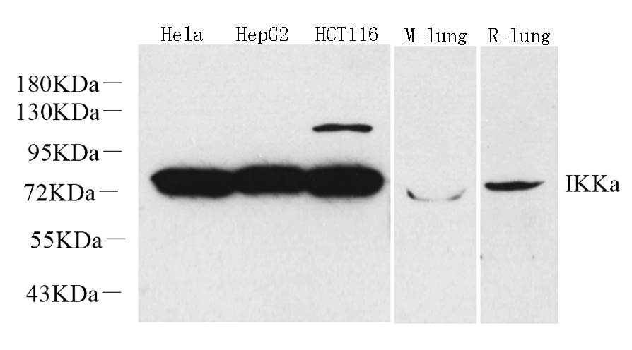 Валидация Elabscience E-AB-70150