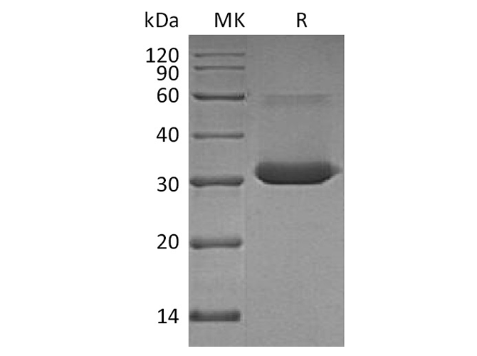 Валидация Elabscience PKSH033651(3936)
