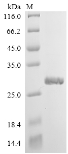 SDS-PAGE