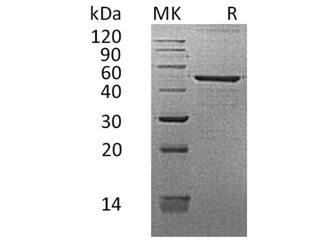 Валидация Elabscience PKSH033541(3841)