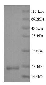 SDS-PAGE