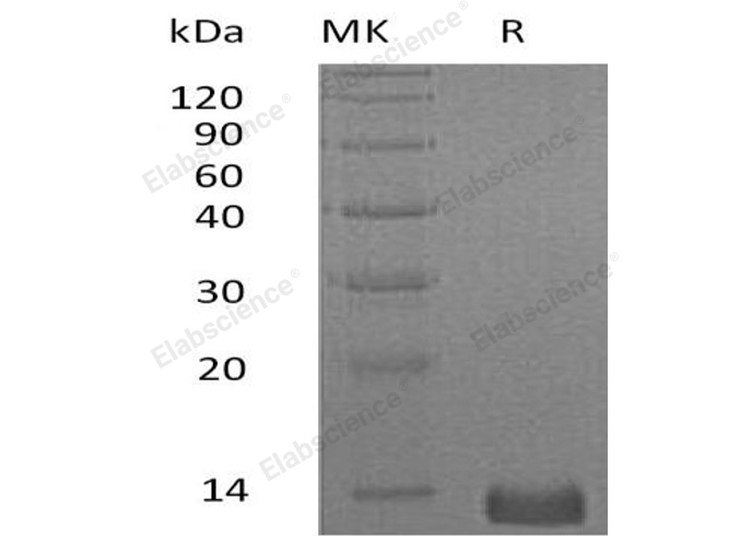 Валидация Elabscience PKSH032302(2800)