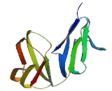 Receptor I For The Fc Region Of Immunoglobulin G (FcgRI) Receptor I For The Fc Region Of Immunoglobulin G (FcgRI)