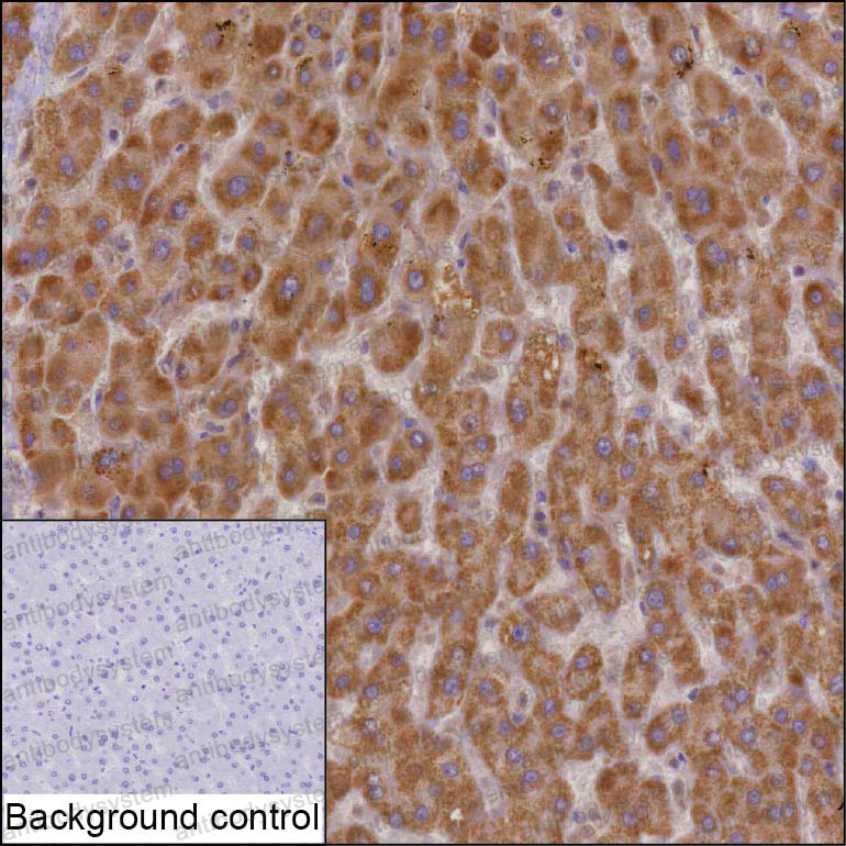 Валидация AntibodySystem RHE16902