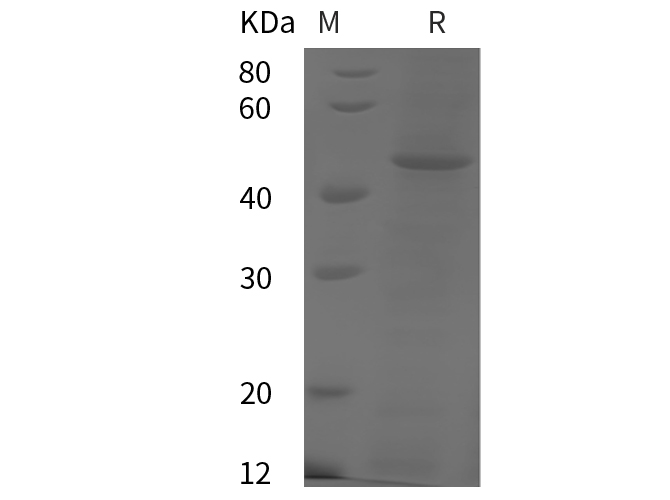 Валидация Elabscience PDEH100975(388)