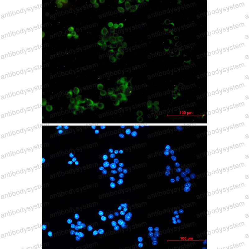 Валидация IF - AntibodySystem RHC12514