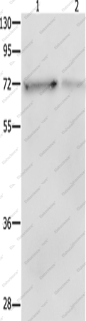 Вестерн-блоттинг, SH-PTP2, клетки NIH/3T3 и HeLa