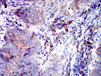 Валидация AntibodySystem RHD33602