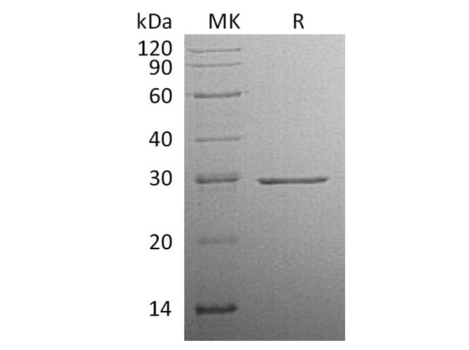 Валидация Elabscience PKSH033442(3764)