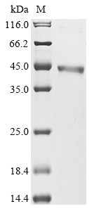 SDS-PAGE