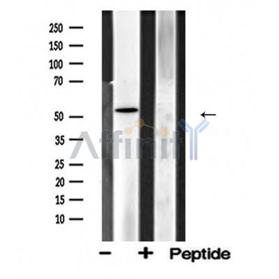 Валидация Affinity DF4852 - 16620