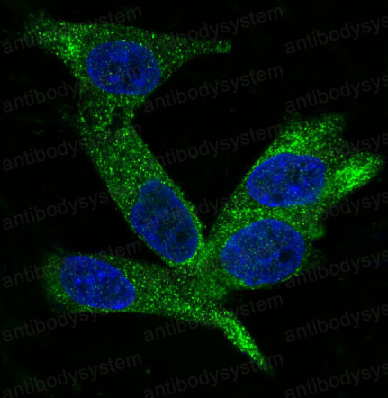 Валидация IF - AntibodySystem RHG80902