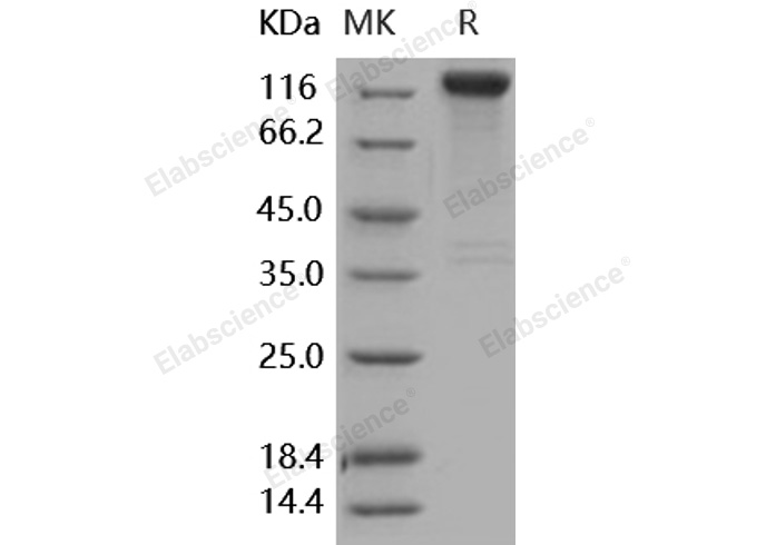 Валидация Elabscience PKSH031668(2317)
