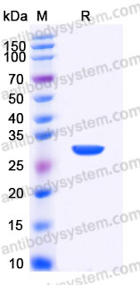 YHA47001, SDS-PAGE