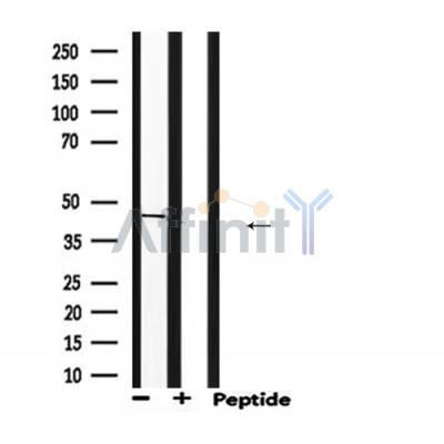 Валидация Affinity DF6688 - 18186
