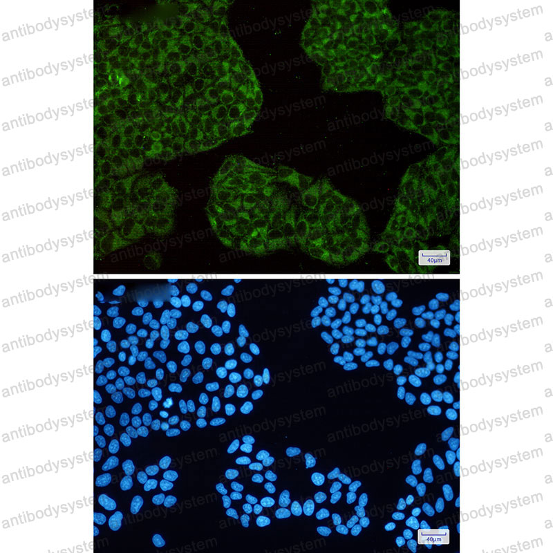 Валидация IF - AntibodySystem RHC02501